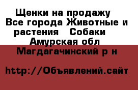 Щенки на продажу - Все города Животные и растения » Собаки   . Амурская обл.,Магдагачинский р-н